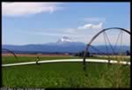 Mount Jefferson view  from Highway 26 (28kb)